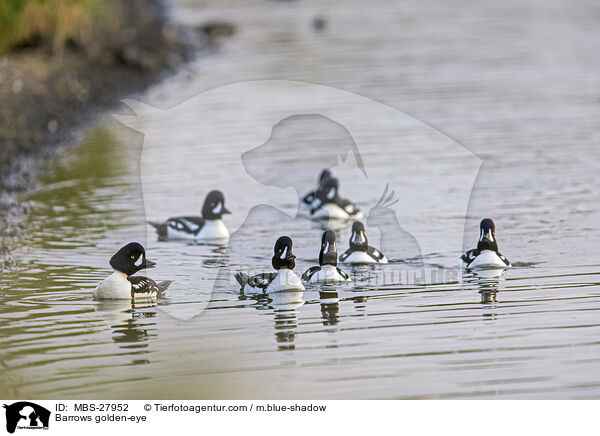 Spatelenten / Barrows golden-eye / MBS-27952