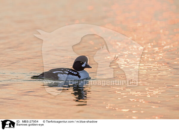 Spatelente / Barrows golden-eye / MBS-27954