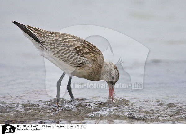 bar-tailed godwit / SO-01542