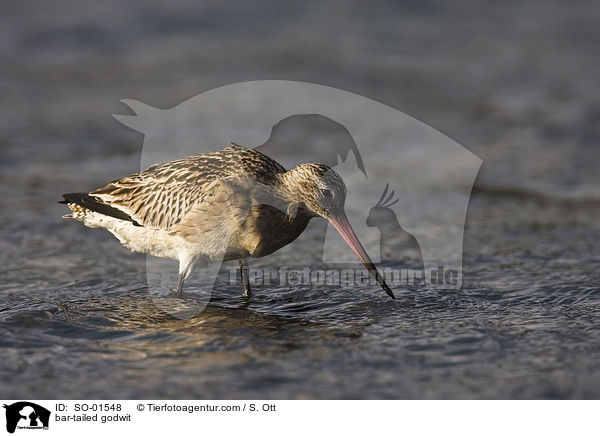 bar-tailed godwit / SO-01548