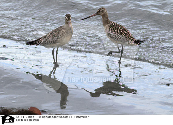 Pfuhlschnepfen / bar-tailed godwits / FF-01865