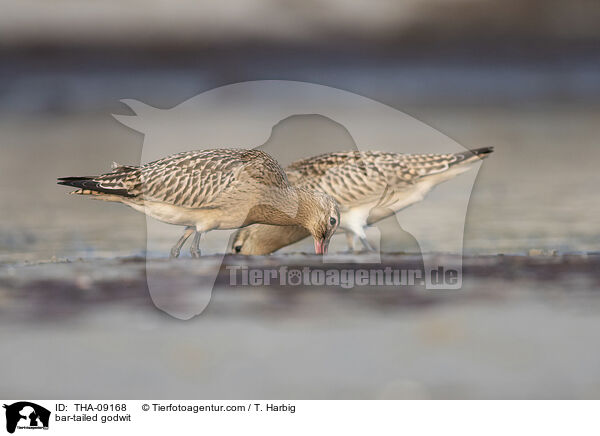 Pfuhlschnepfe / bar-tailed godwit / THA-09168