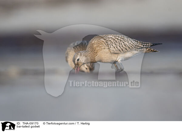 Pfuhlschnepfe / bar-tailed godwit / THA-09170