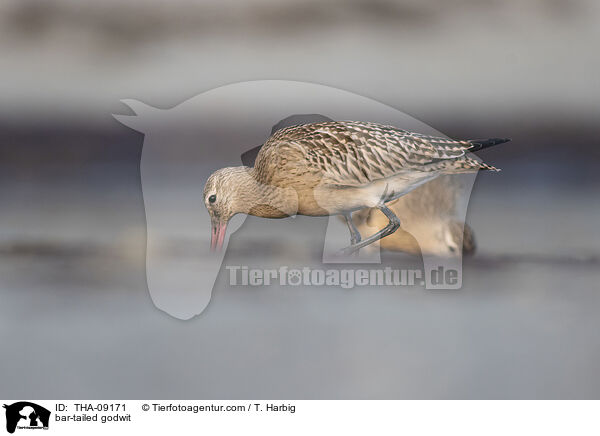 Pfuhlschnepfe / bar-tailed godwit / THA-09171