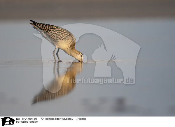 Pfuhlschnepfe / bar-tailed godwit / THA-09186