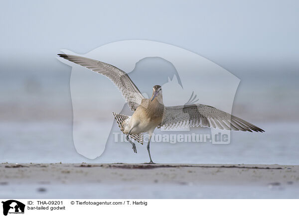 Pfuhlschnepfe / bar-tailed godwit / THA-09201