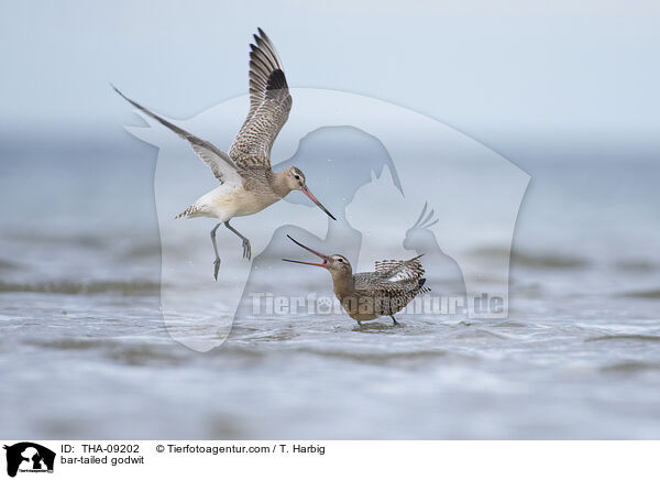 Pfuhlschnepfe / bar-tailed godwit / THA-09202