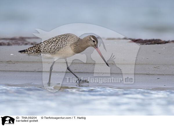 Pfuhlschnepfe / bar-tailed godwit / THA-09204
