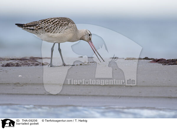 Pfuhlschnepfe / bar-tailed godwit / THA-09206