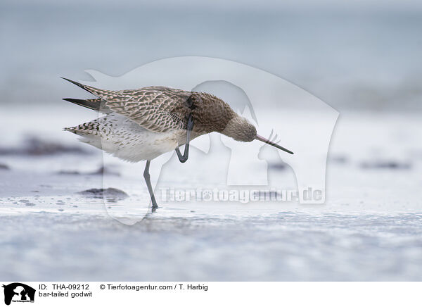 bar-tailed godwit / THA-09212