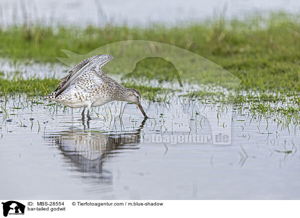 Pfuhlschnepfe / bar-tailed godwit / MBS-28554