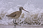 bar-tailed godwit