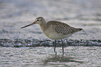 bar-tailed godwit