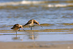 bar-tailed godwits