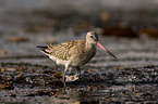 bar-tailed godwit