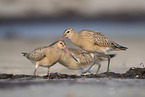 bar-tailed godwit