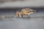 bar-tailed godwit