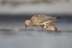 bar-tailed godwit