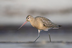 bar-tailed godwit