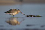 bar-tailed godwit