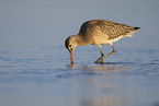 bar-tailed godwit