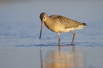 bar-tailed godwit