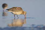 bar-tailed godwit