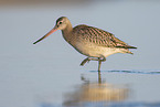 bar-tailed godwit