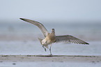 bar-tailed godwit