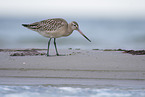 bar-tailed godwit