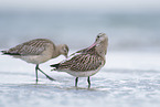 bar-tailed godwit