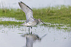 bar-tailed godwit
