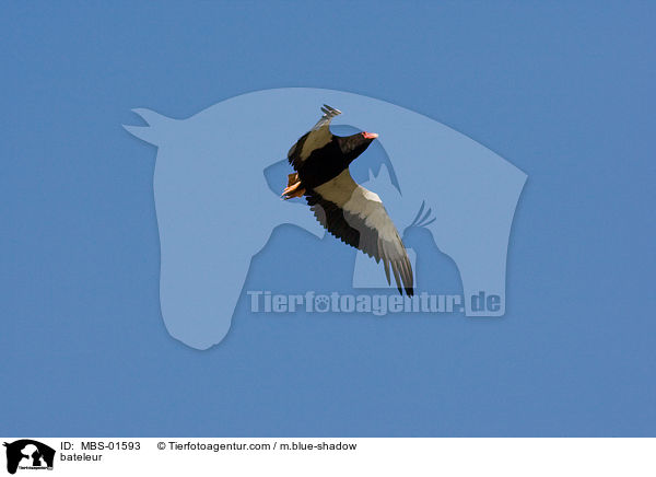 bateleur / MBS-01593