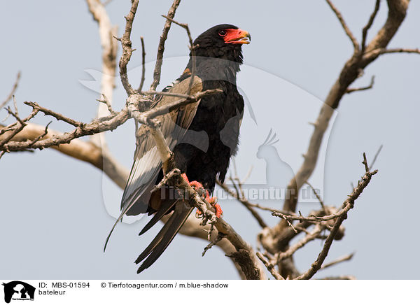 bateleur / MBS-01594