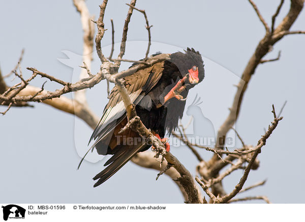 bateleur / MBS-01596