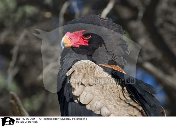 Gaukler Portrait / bateleur portrait / HJ-03099