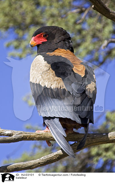 Gaukler / bateleur / HJ-03101