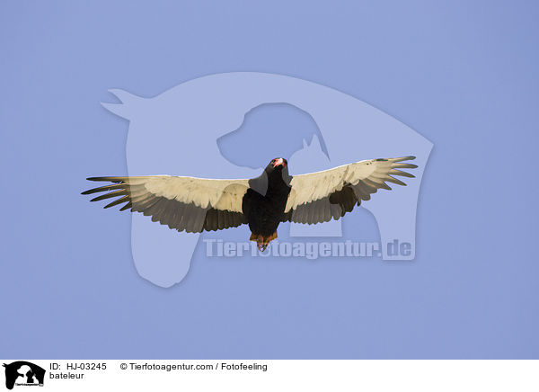 Gaukler / bateleur / HJ-03245
