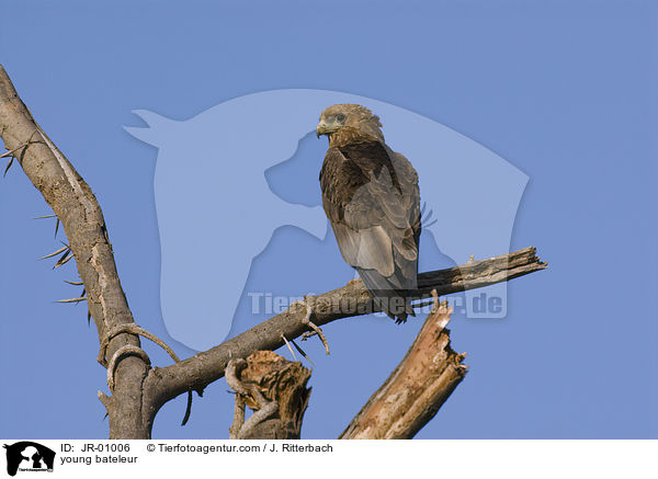 young bateleur / JR-01006