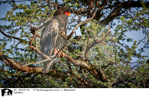 bateleur / JR-03118