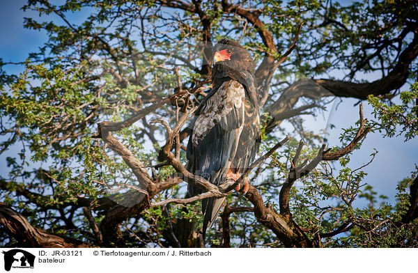 Gaukler / bateleur / JR-03121