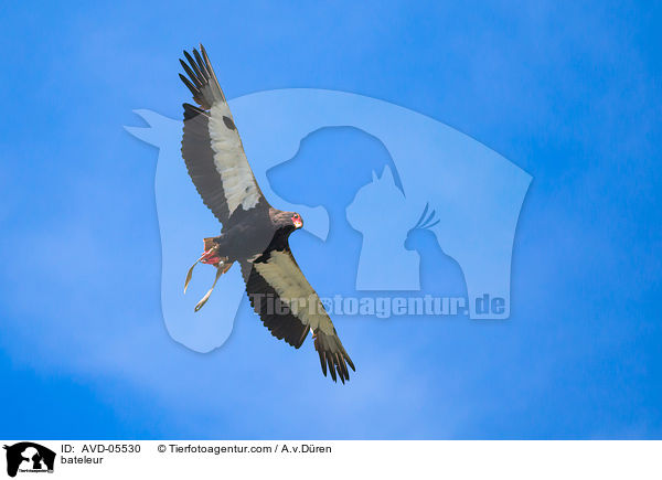 Gaukler / bateleur / AVD-05530