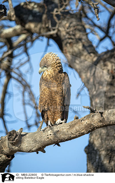 sitzender Gaukler / sitting Bateleur Eagle / MBS-22800