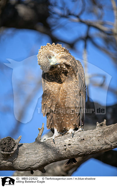 sitting Bateleur Eagle / MBS-22822