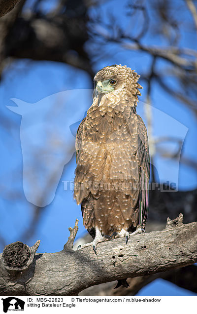 sitting Bateleur Eagle / MBS-22823
