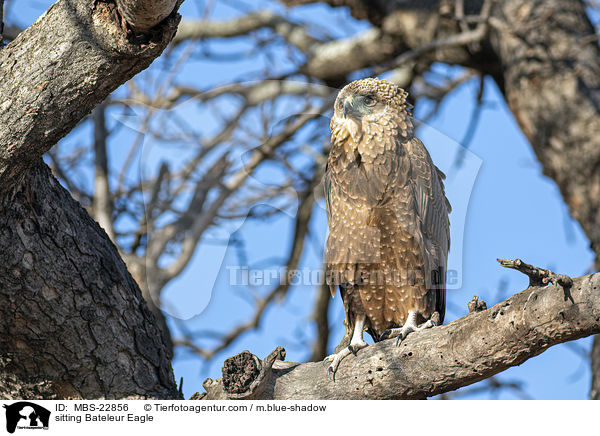 sitting Bateleur Eagle / MBS-22856