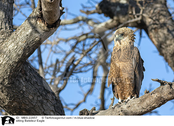 sitting Bateleur Eagle / MBS-22857