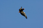 bateleur