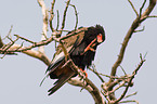 bateleur