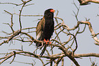 bateleur